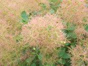 Cotinus cogyggria 'Young Lady'