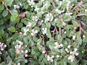 Cotoneaster procumbens 'Streibs Findling' 1/4 Standard