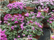 Cyclamen coum Mixed Collection of 6 plants