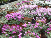 Cyclamen coum Mixed Collection of 12 plants