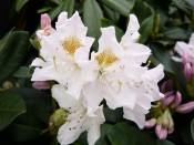Rhododendron 'Cunningham's White' 10L