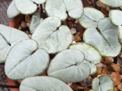 Cyclamen coum Pewter Group