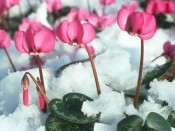 Cyclamen coum Rose pink shades