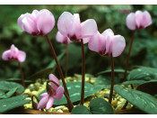Cyclamen coum Shell pink shades