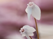 Cyclamen hederifolium 'Stargazer' (white form)