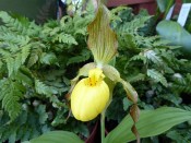 Cypripedium parviflorum var. pubescens (Lady Slipper Orchid)
