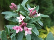 Daphne × transatlantica 'Pink Fragrance'