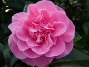 Camellia x williamsii 'Debbie' (5 Litre)
