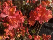 Rhododendron 'Juanita' (3 Litre)