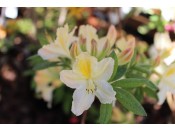 Rhododendron 'Daviesii'