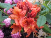 Rhododendron 'Hotspur Red '