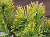 Pinus mugo 'Dezember Gold'