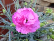 Dianthus 'Tickled Pink'