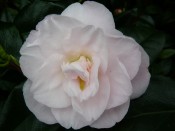 Camellia japonica 'Dr. Tinsley'