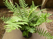 Dryopteris affinis (Scaly Male Fern)