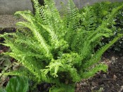 Dryopteris affinis 'Cristata The King' (Male Fern)