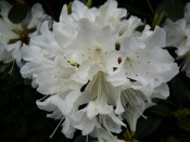 Rhododendron 'Crane'
