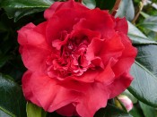Camellia japonica 'Elizabeth Hawkins'
