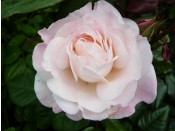 Rosa floribunda 'English Miss'