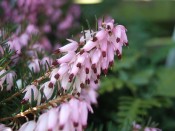 Erica carnea 'Pink Spangles' (9cm pot)