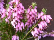 Erica carnea 'Springwood Pink' (1 litre pot)