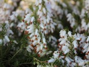 Erica carnea 'Springwood White' (9cm pot)