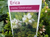 Erica cinerea 'Celebration' (9cm pot)