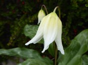 Erythronium californicum 'White Beauty’