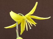 Erythronium tolumnsense x oregonum hybrid 'Harvington Sunshine'