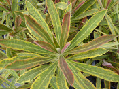 Euphorbia x martini 'Ascot Rainbow'