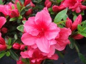 Rhododendron 'Chipmunk'