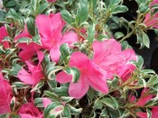 Rhododendron 'Salmon's Leap'