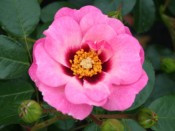 Rosa floribunda Eyes for You 'Pejbigeye'