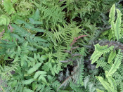 A Deciduous Fern Collection (Three Plants)