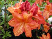 Rhododendron 'Firecracker'