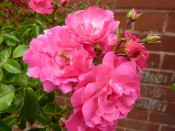 Rosa Climbing 'Flower carpet pink'
