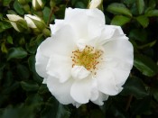 Rosa Flower Carpet White ('Noaschnee')