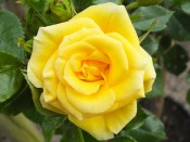 Rosa Flower Power Gold 'Fryneon' (Patio Standard)