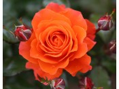 Rosa floribunda 'For you with love' (Fryjangle)