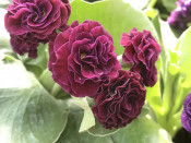Primula auricula 'Forest Scarlet Woman'