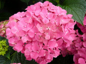 Hydrangea macrophylla 'Forever' (supplied in pink)
