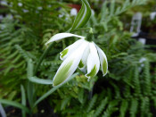 Galanthus nivalis 'Doncaster's Double Charmer'