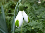 Galanthus 'Green of Hearts'