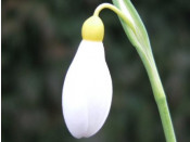 Galanthus plicatus 'Madelaine'