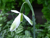 Galanthus 'Sheds and Outhouses'