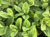 Mentha spicata Garden Mint (Spearmint)