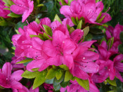 Rhododendron 'Geisha Pink'