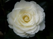 Camellia japonica 'Golden Anniversary' (syn. 'Dahlohnega')