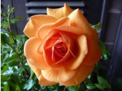 Rosa floribunda Golden Beauty 'Korberbeni'