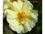 Rosa floribunda Golden Memories 'Korholesea'